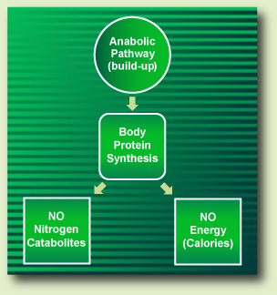 anabolic pathway