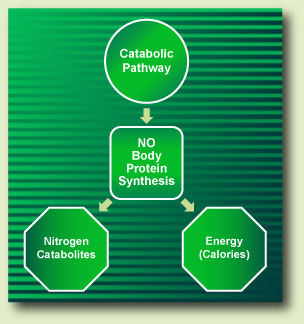 catabolic pathway